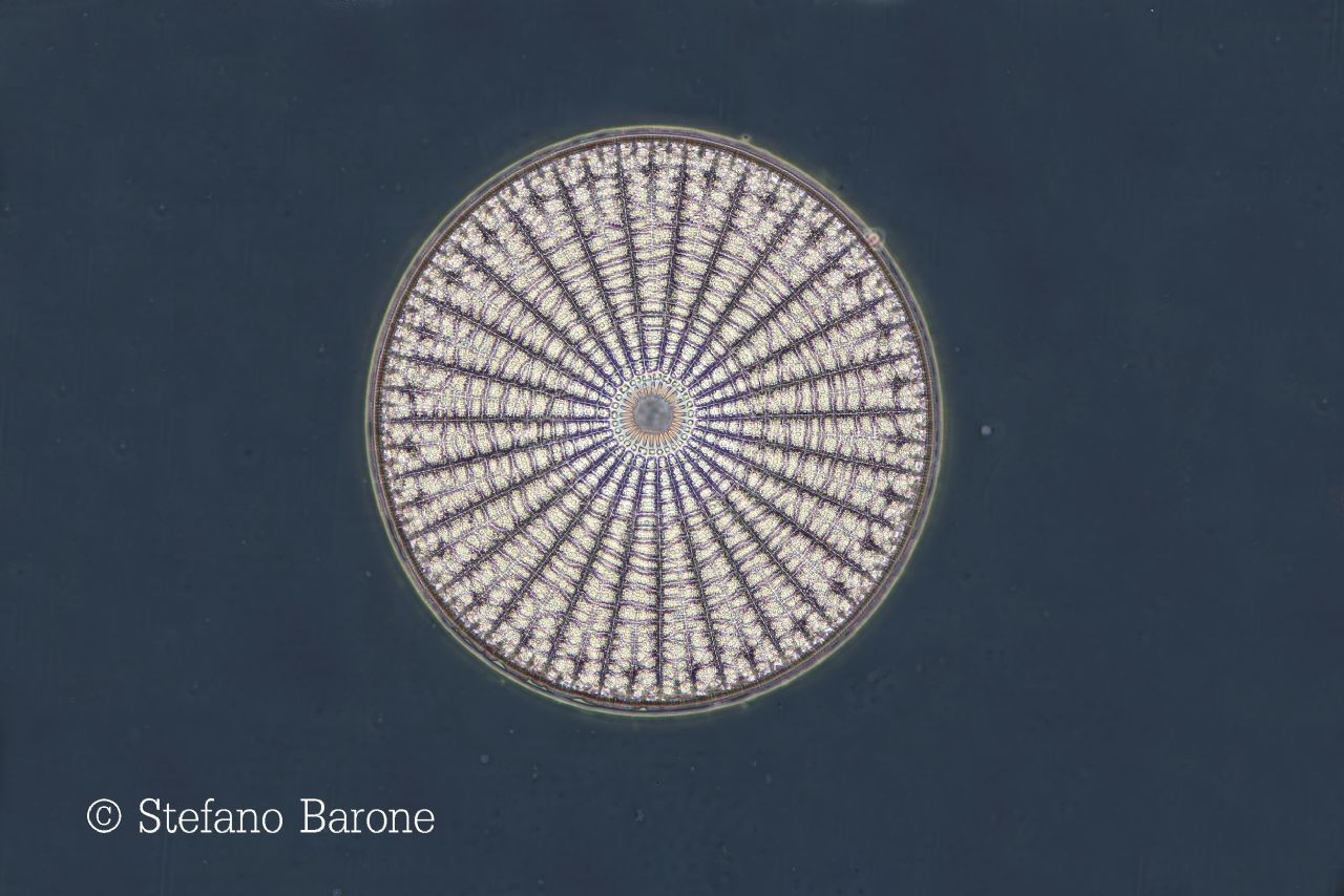 Contrasto di fase in Axio Scope.A1